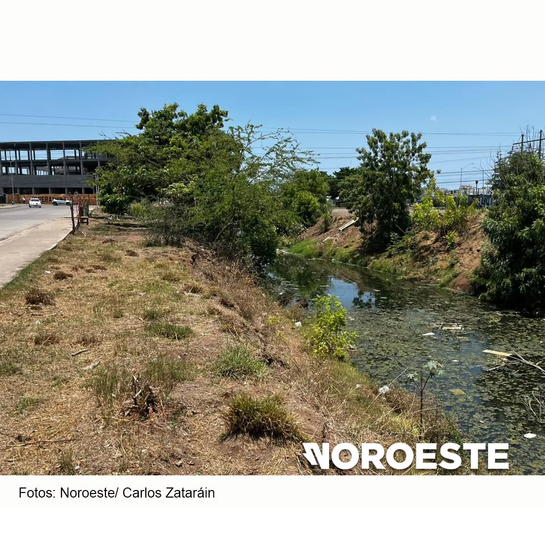 Vista del arroyo Jabalines cubierto de vegetación acuática. Foto: Noroeste / Carlos Zataráin